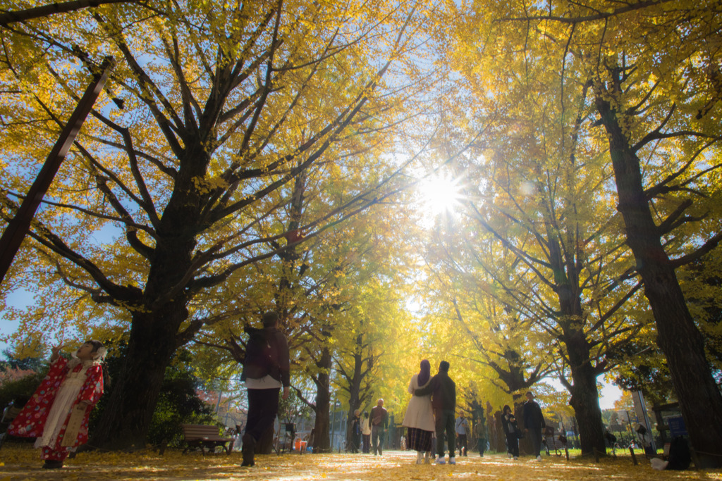 イチョウ並木を目当てに