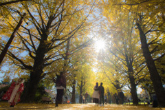 イチョウ並木を目当てに