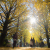 イチョウ並木を目当てに