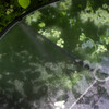 grass table