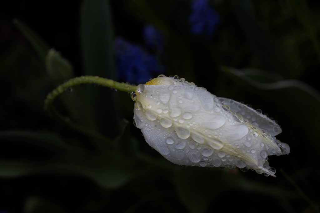 Spring Flower