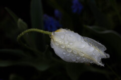Spring Flower