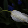 Spring Flower