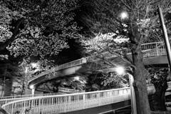 歩道橋と夜桜