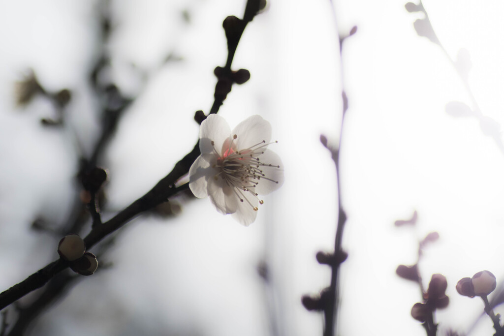 これから楽しみ