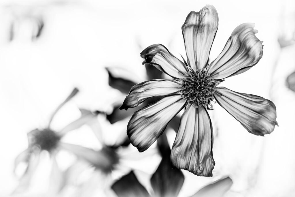 cosmos