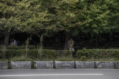 Moon Riverが流れる木蔭