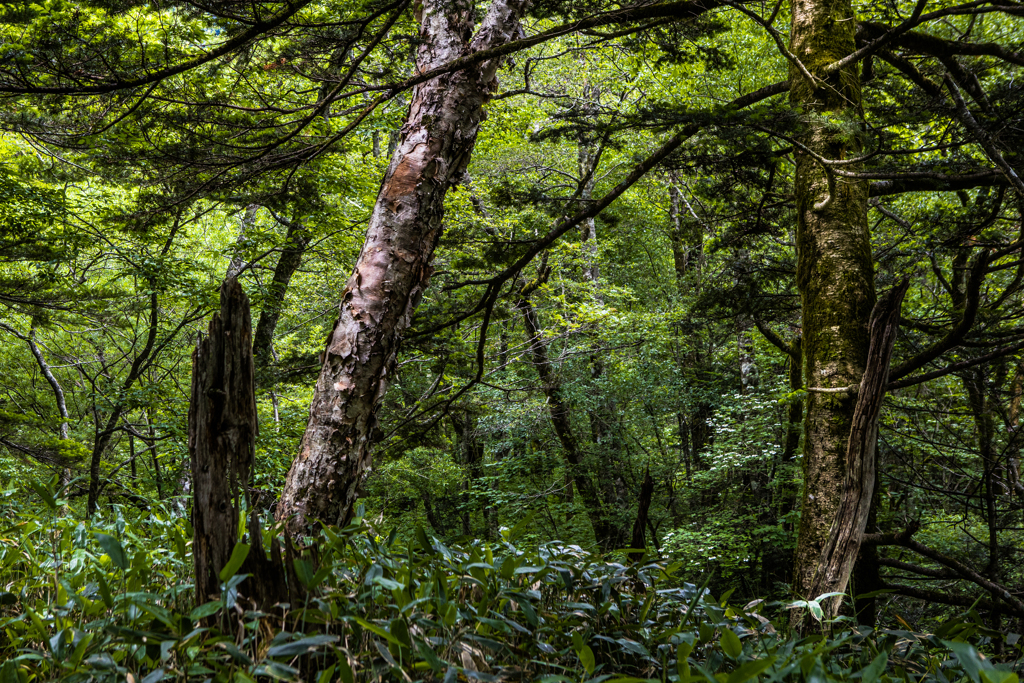 Old tree in the fores