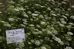 アンミ・マユス