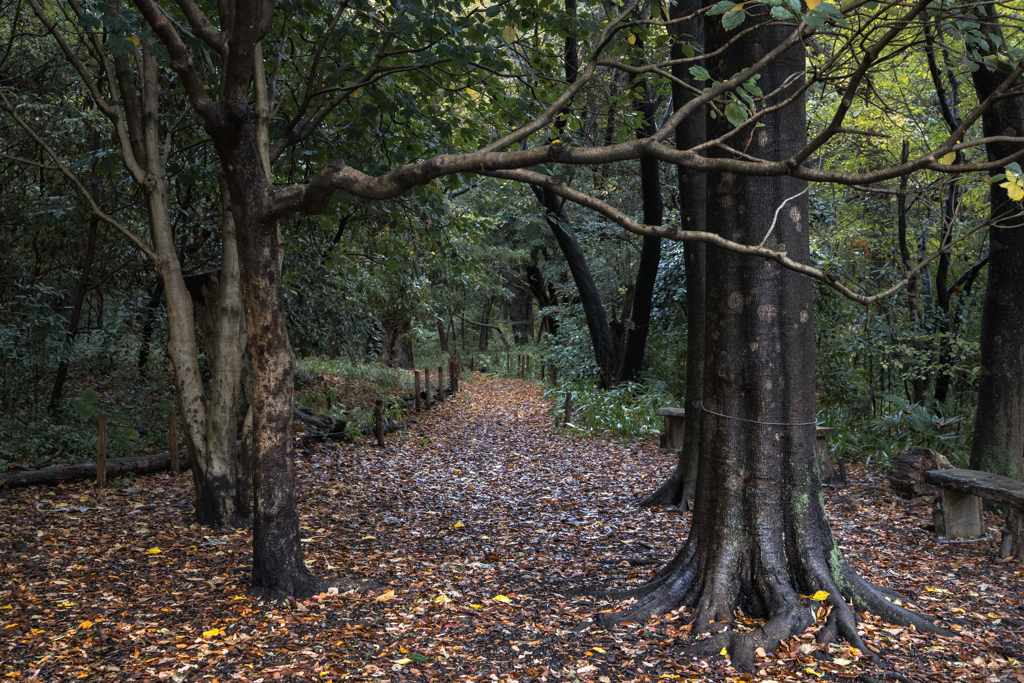 wet woods