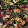 Autumn ground