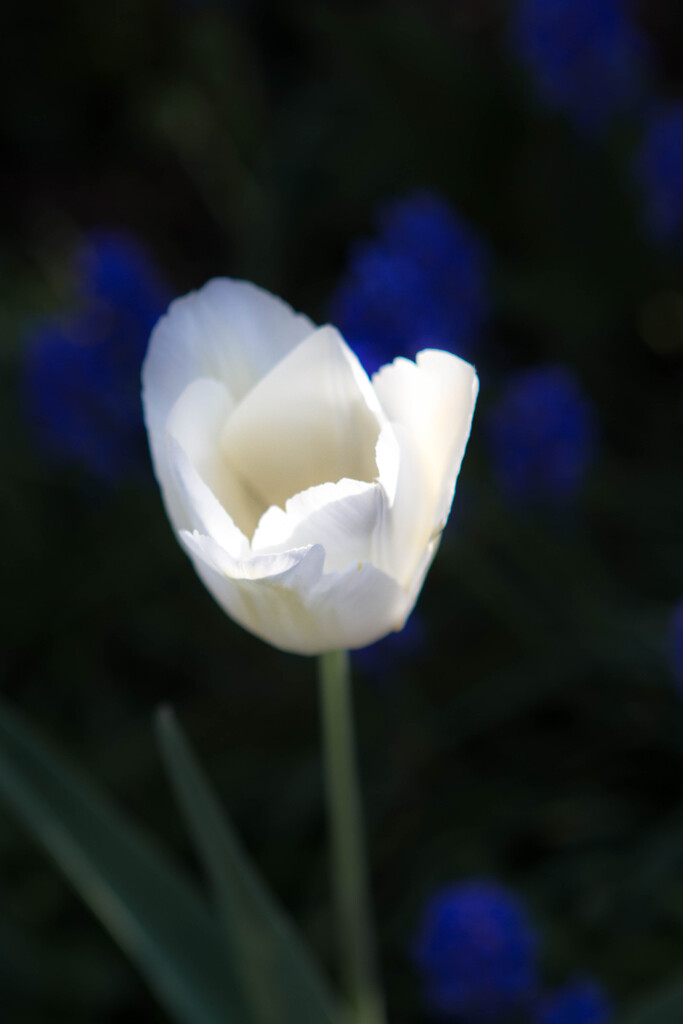 Tulip