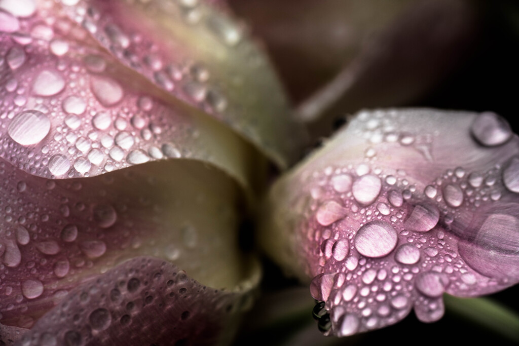 Tulip