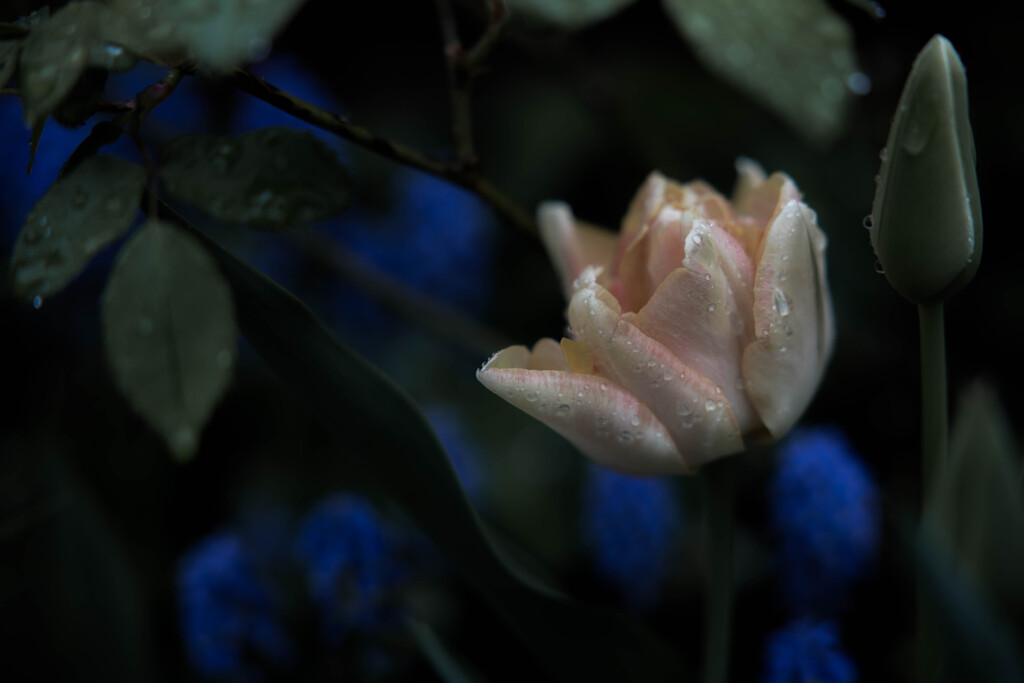 Spring Flower