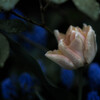 Spring Flower