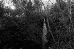 帰り道の玉川上水