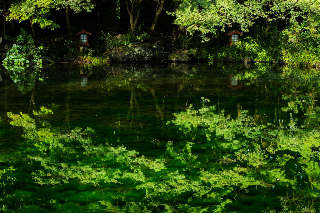 池の緑