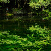 池の緑