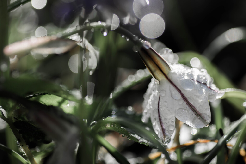 雨上がりの朝