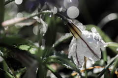 雨上がりの朝