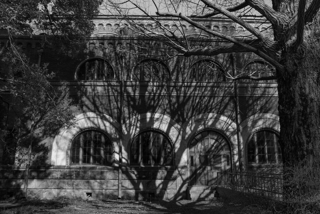 tree shadow