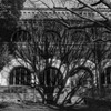 tree shadow
