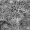 leaf scene