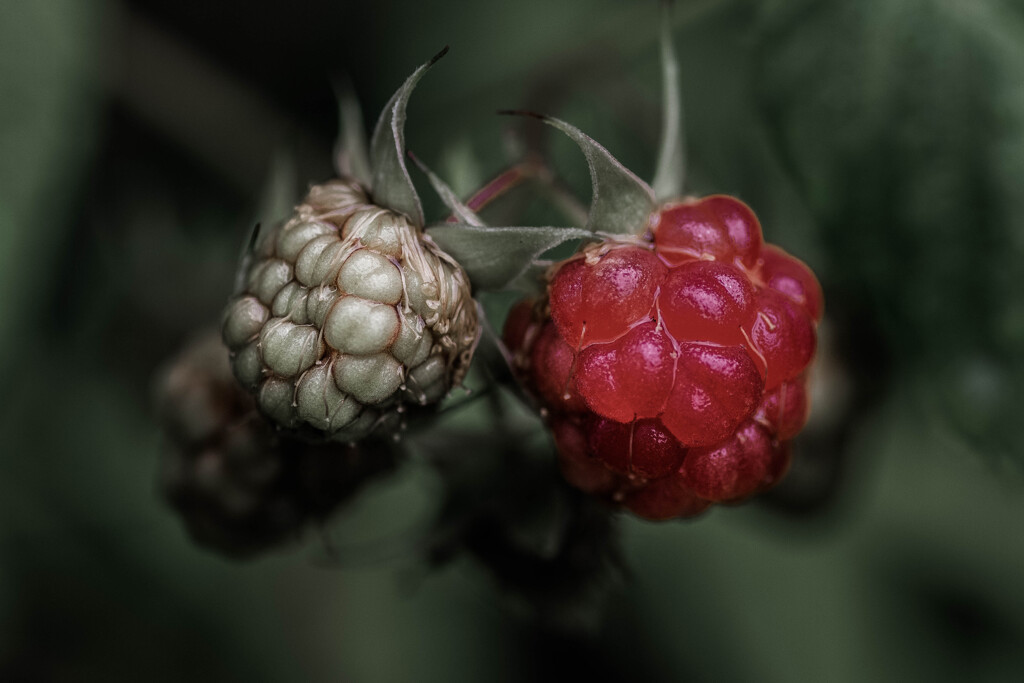 raspberry