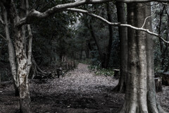 Path in the woods