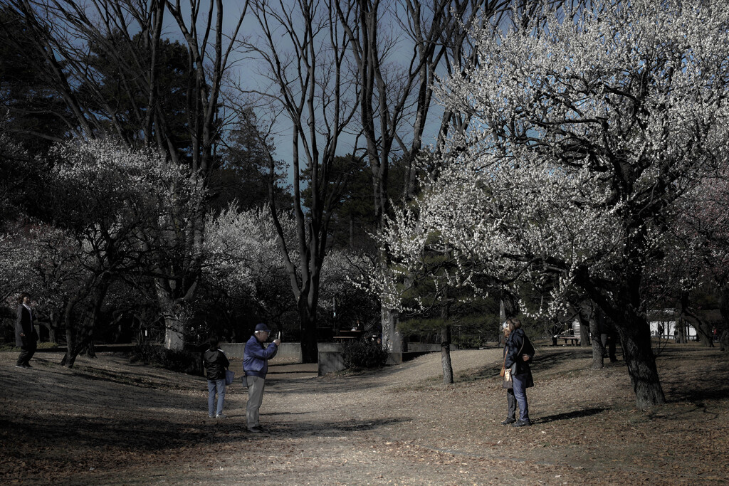 梅を背景に