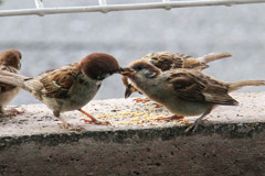 もうそろそろ一人で食べてね