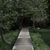 湿地の散歩道
