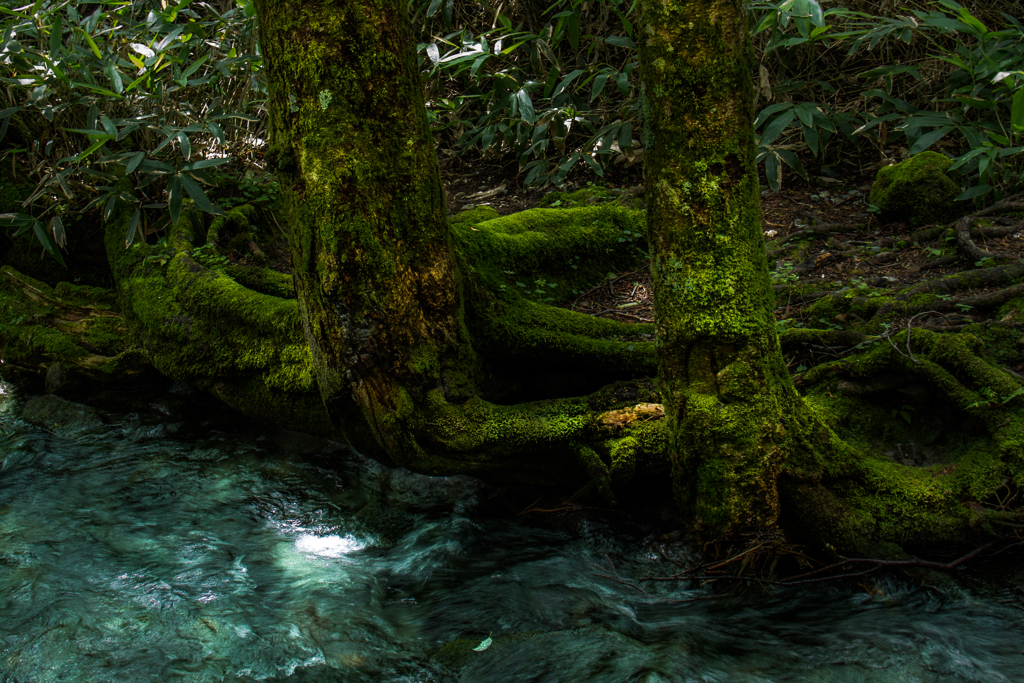 Forest vitality