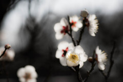 まだささやかに