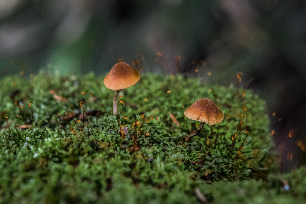 A small view of the forest