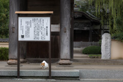 門前の猫に出会った