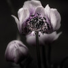at the end of anemone