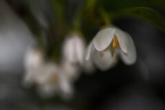 榊に花