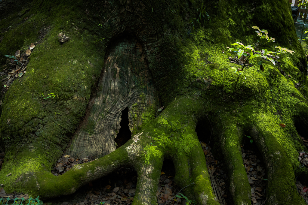 old tree roots