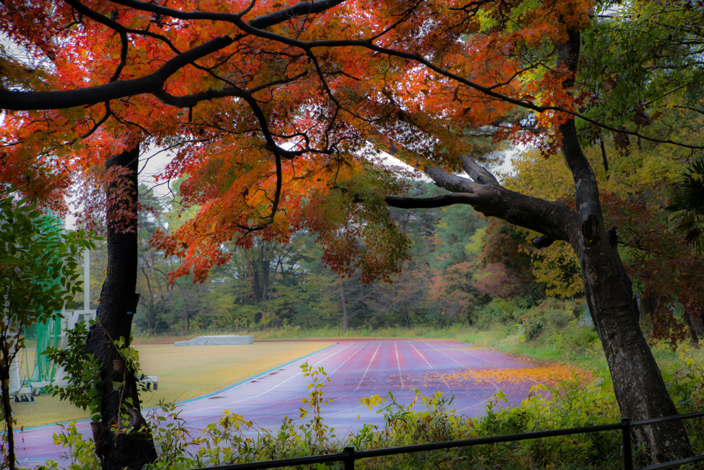 autumn straight course