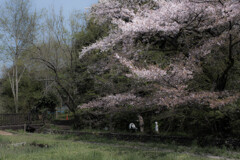 桜の咲く散歩道