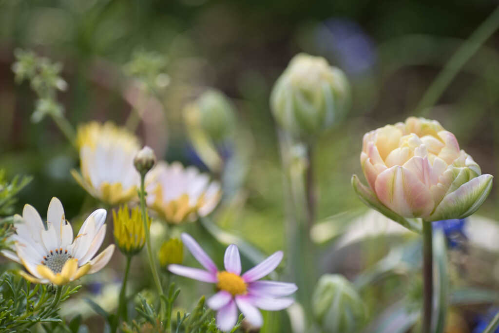 庭の花1