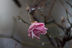 冬に咲いていたバラ
