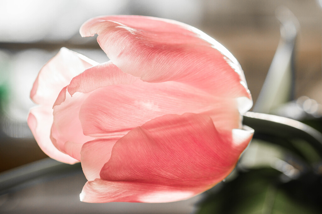 Flower in the morning
