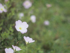 会社近くの華　その３