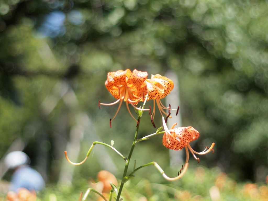井の頭公園の花　その２
