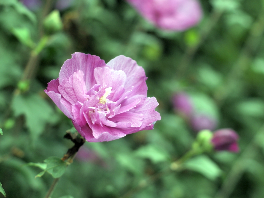 会社近くの花