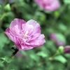 会社近くの花
