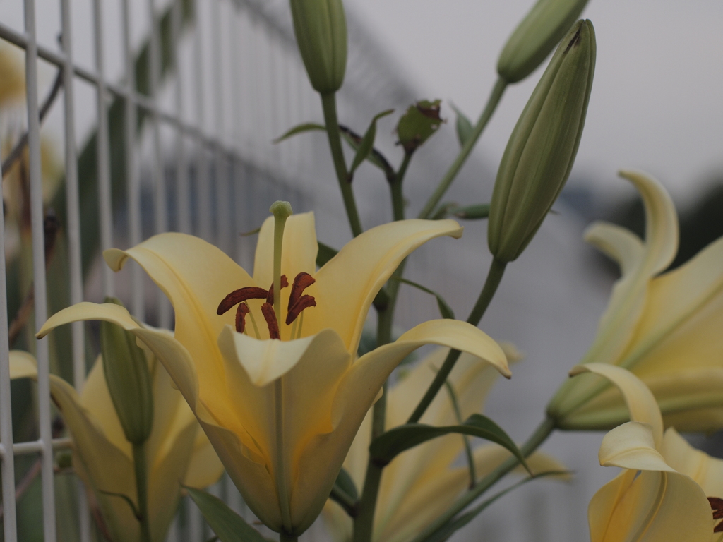 会社近くの華　その２