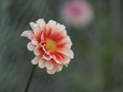 会社近くの華　その４